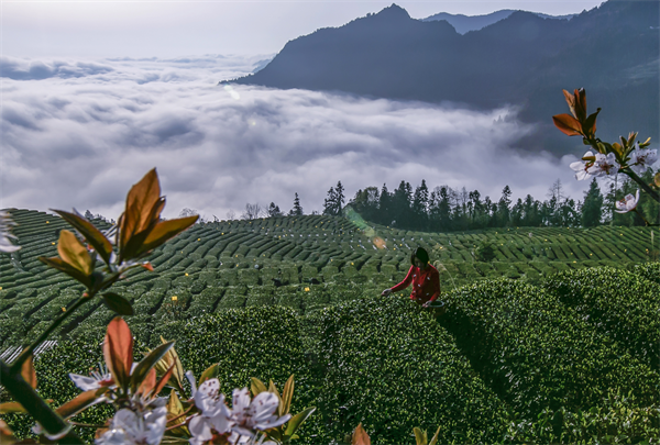 恩施花枝山有機(jī)茶園基地簡介